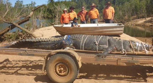 crocodile